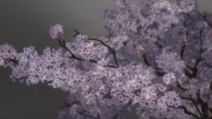 Yesterday wo Utatte BD